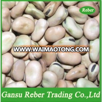 Broad Beans Qinghai or Gansu Origin