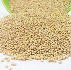 Yellow Glutinous Broomcorn Millet for bird food