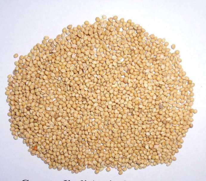 Yellow Broomcorn Millet for bird food for sale